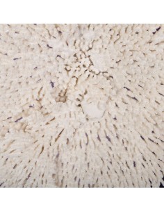 Corail blanc Table sp.... 2