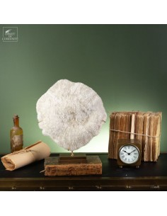 White coral HALOMITRA PILEUS