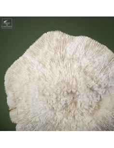 White coral HALOMITRA PILEUS 2