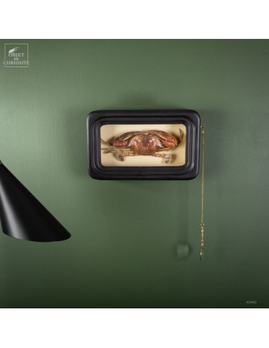 Crabe PORTUNUS dans cadre d'observation Crabe PORTUNUS dans cadre d'observation