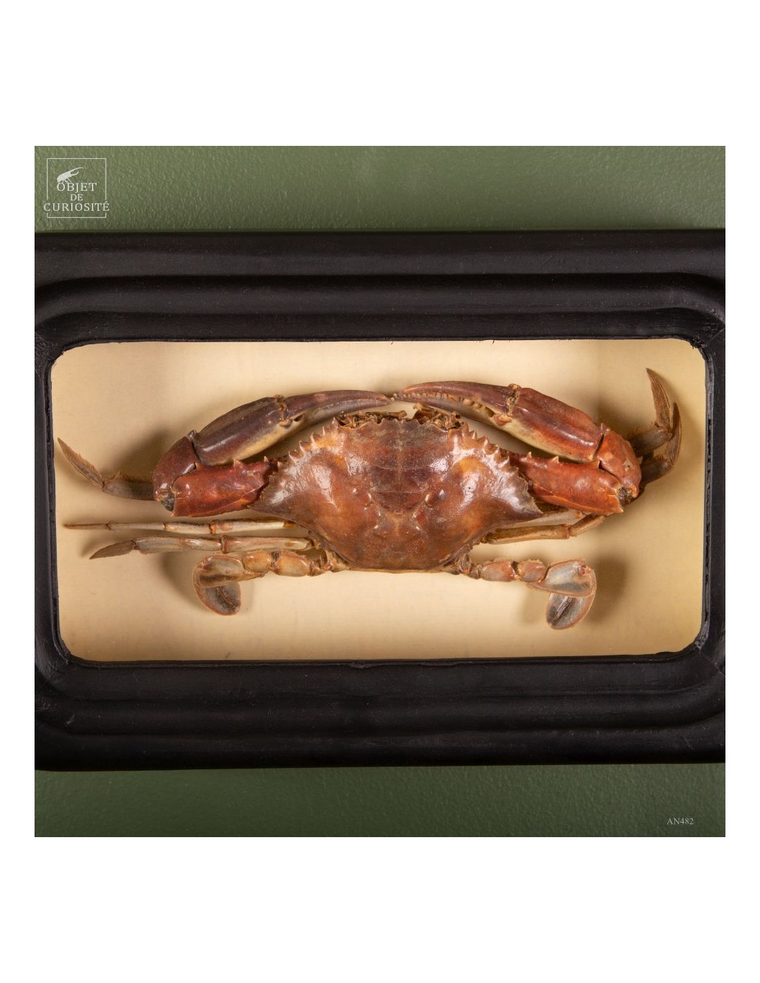 Crabe PORTUNUS dans cadre d'observation Crabe PORTUNUS dans cadre d'observation