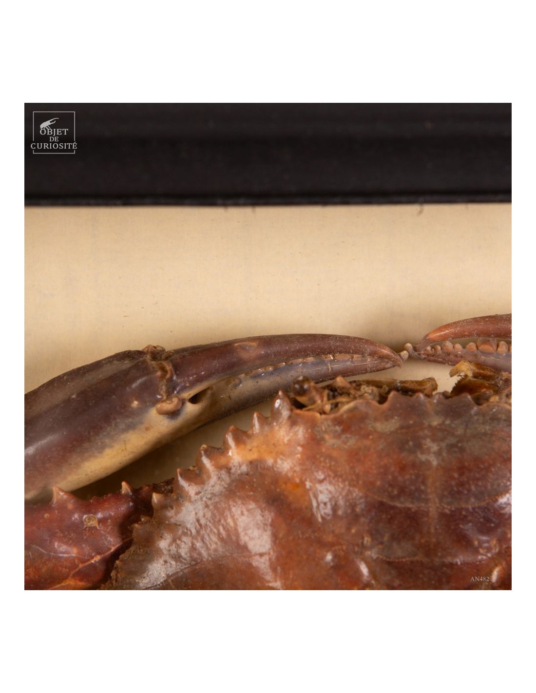 Crabe PORTUNUS dans cadre d'observation Crabe PORTUNUS dans cadre d'observation