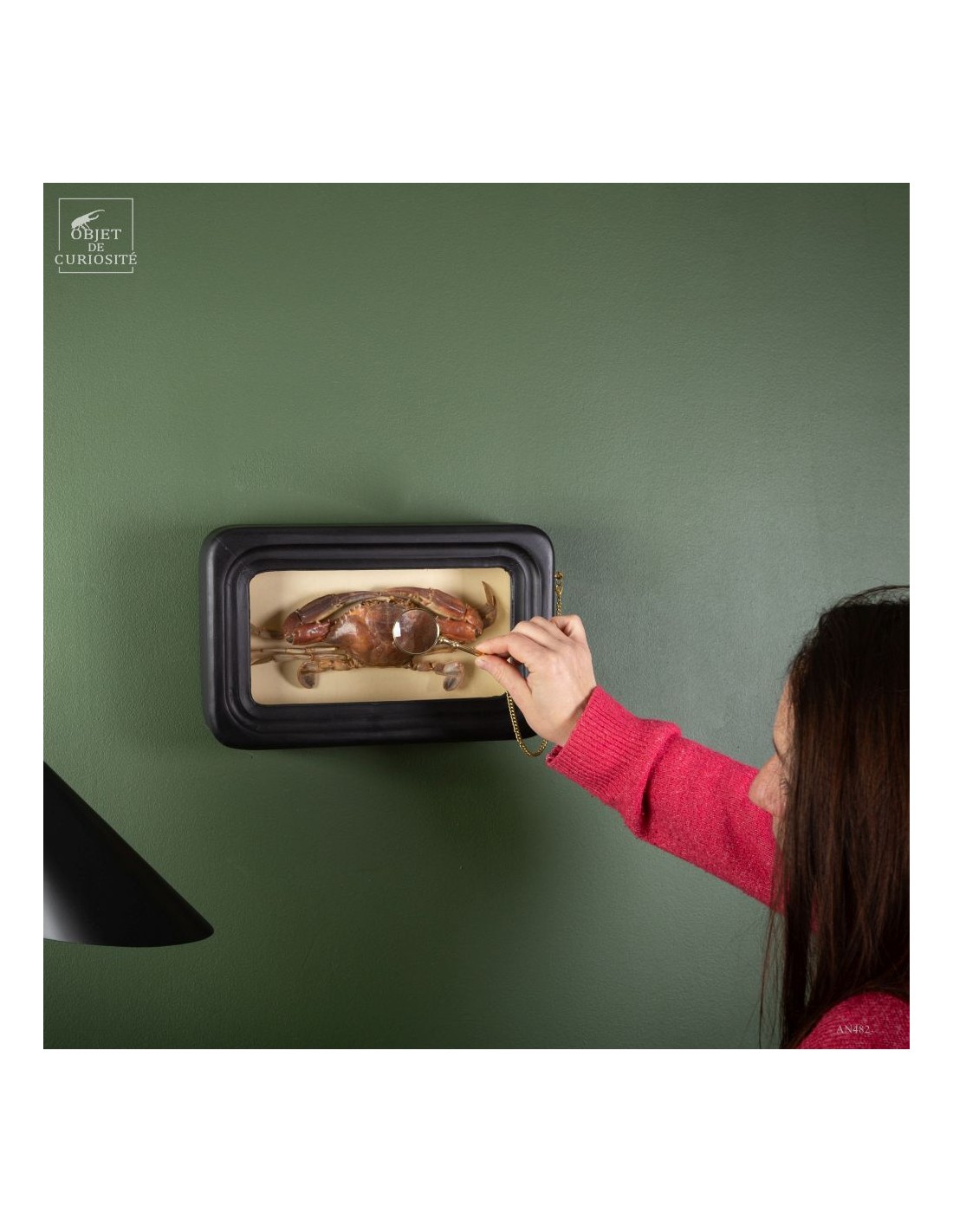 Crabe PORTUNUS dans cadre d'observation Crabe PORTUNUS dans cadre d'observation