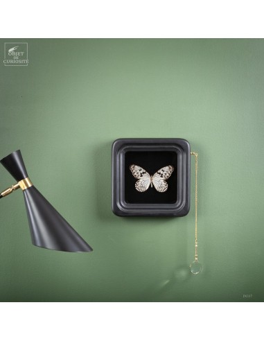 Butterfly -Idea blanchardi-  in...