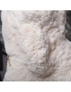 White coral HALOMITRA PILEUS 2