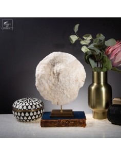 White coral HALOMITRA PILEUS