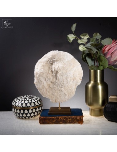 Corail blanc Bowl  HALOMITRA PILEUS