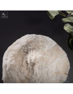 White coral HALOMITRA PILEUS 2