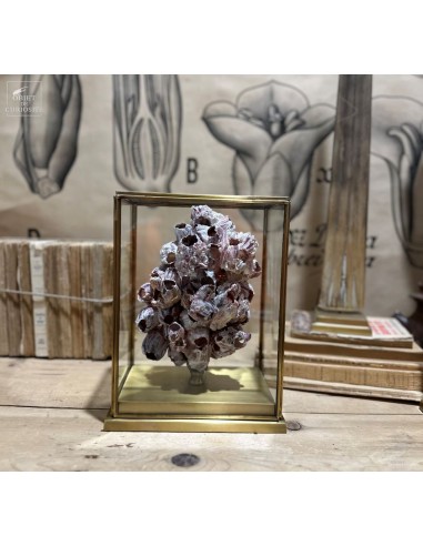 Balanes sous globe avec base en laiton