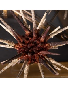 Pencil Urchin in glass box... 2