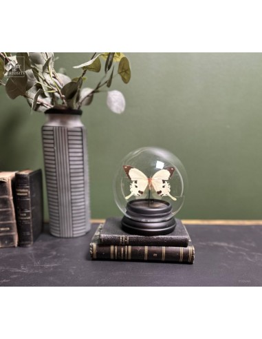 papillon DARDANUS noir&nacré sous...