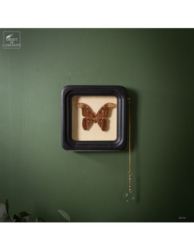 Butterfly  ATTACUS ATLAS in its...