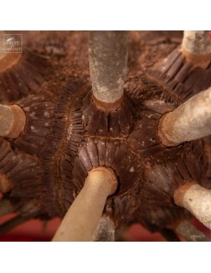 Pencil Urchin on brass base 2