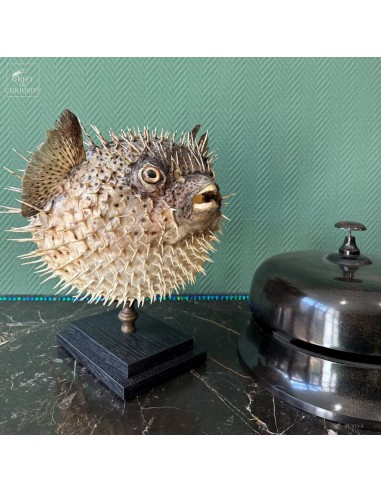 Huge globefish on black base