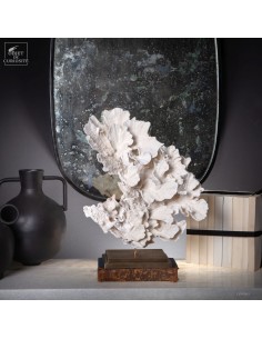 White coral MONTIPORA SP