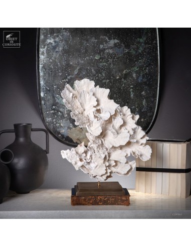 Corail laitue MONTIPORA SP
