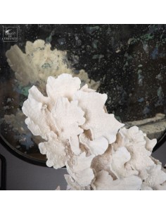 White coral MONTIPORA SP 2