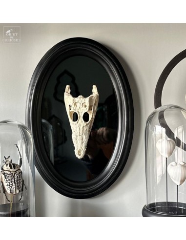 Crocodile skull on black mirror