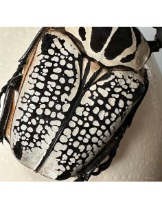Goliathus Orientalis on... 2