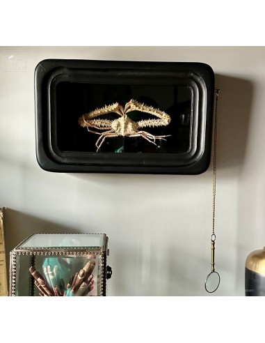 Crabe SPINOLAMBRUS MACROCHELOS dans... Crabe SPINOLAMBRUS MACROCHELOS dans...