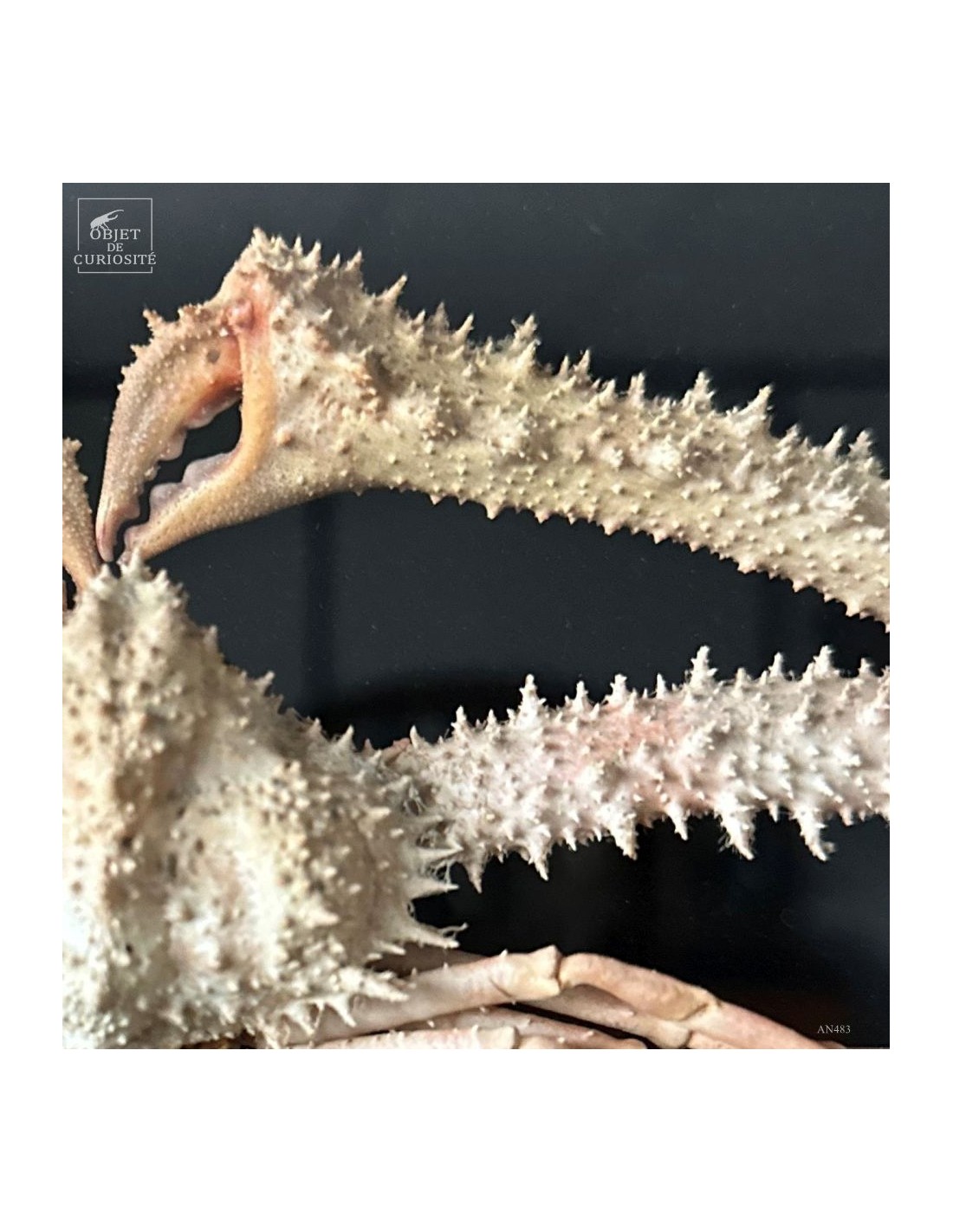 Crabe SPINOLAMBRUS MACROCHELOS dans... Crabe SPINOLAMBRUS MACROCHELOS dans...