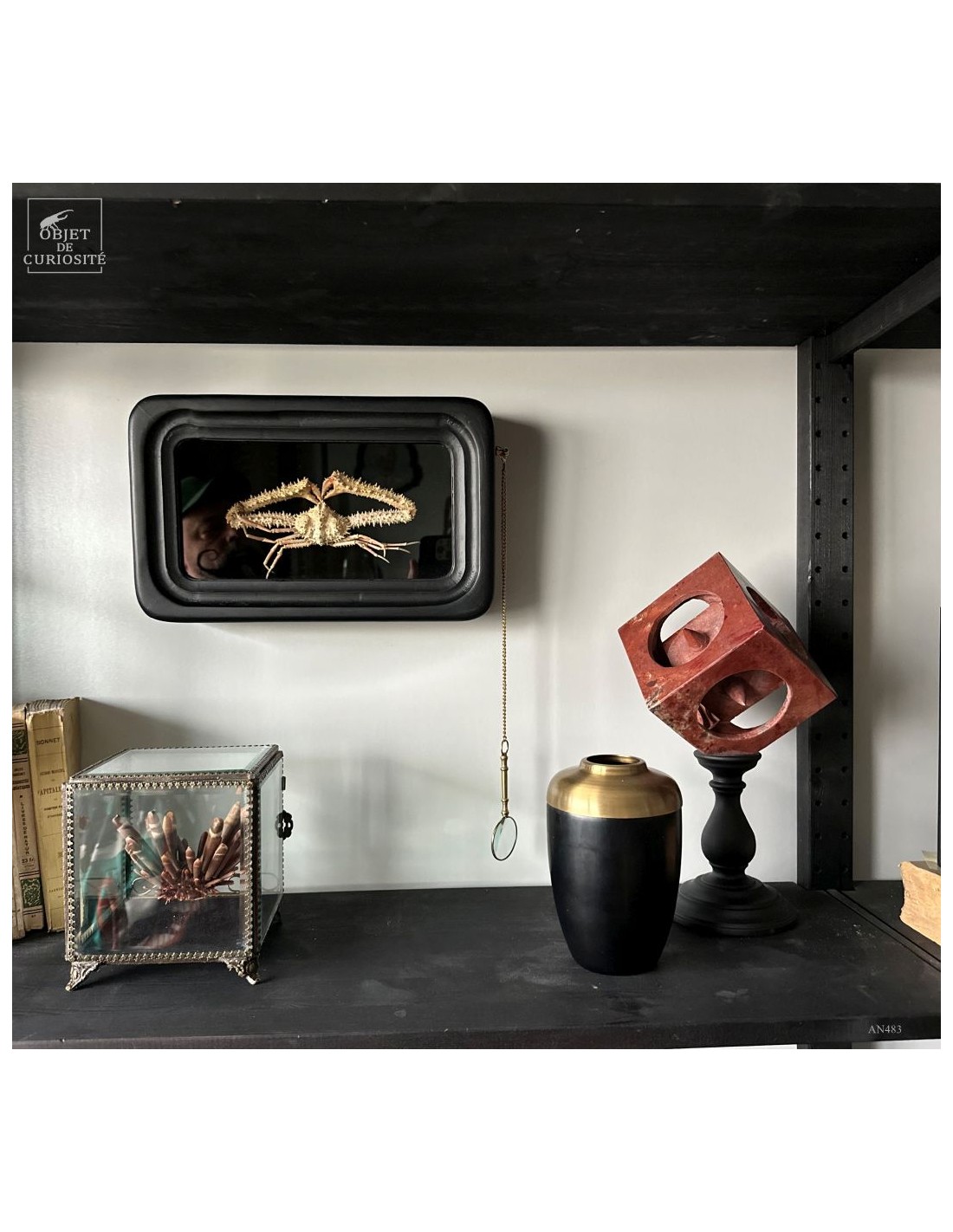 Crabe SPINOLAMBRUS MACROCHELOS dans... Crabe SPINOLAMBRUS MACROCHELOS dans...