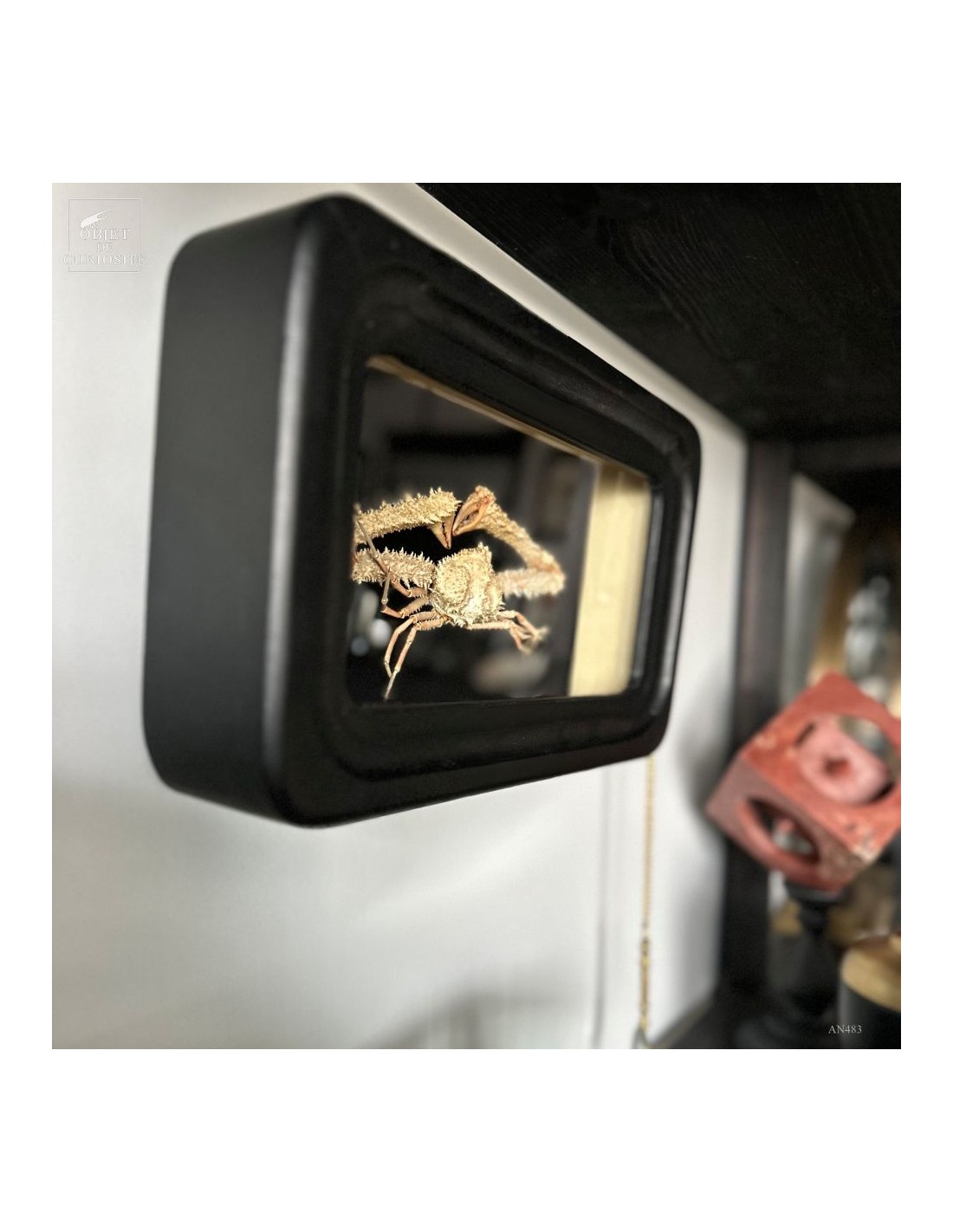 Crabe SPINOLAMBRUS MACROCHELOS dans... Crabe SPINOLAMBRUS MACROCHELOS dans...