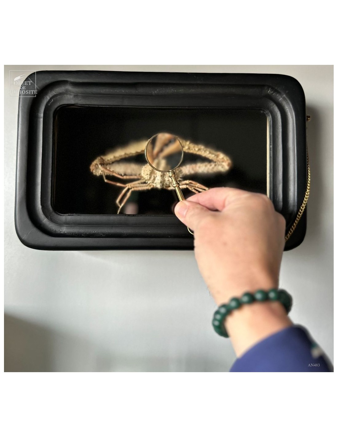 Crabe SPINOLAMBRUS MACROCHELOS dans... Crabe SPINOLAMBRUS MACROCHELOS dans...