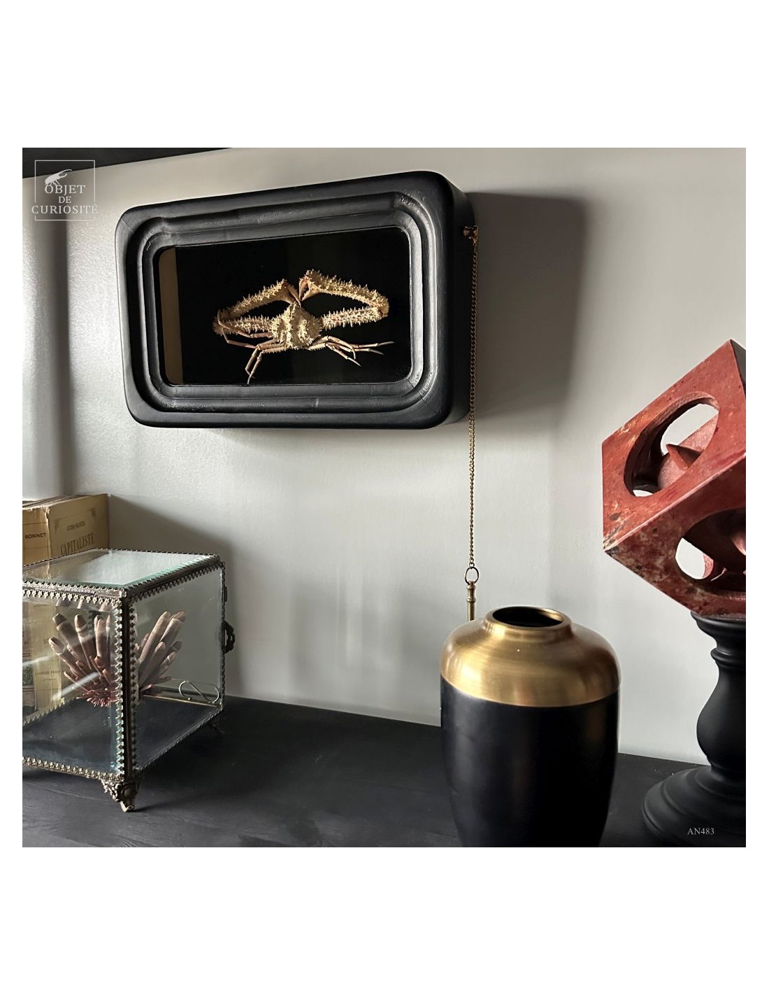 Crabe SPINOLAMBRUS MACROCHELOS dans... Crabe SPINOLAMBRUS MACROCHELOS dans...