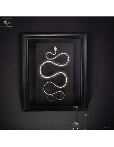 Framed Skeleton of a Ahaetulla...