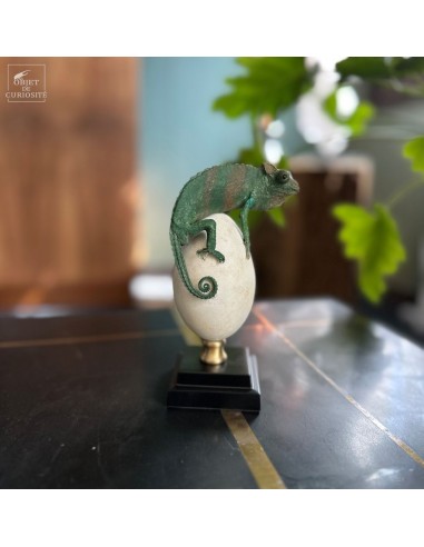 Caméléon de JACKSON (Kenya) sur oeuf...