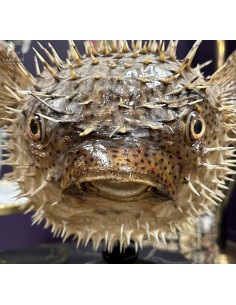 Huge porcupinefish on black... 2
