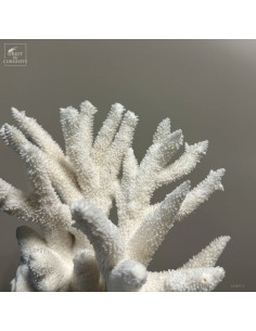 White coral- ACROPORA... 2