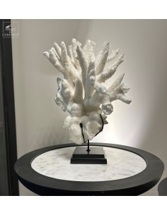 White coral- ACROPORA...