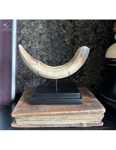 Défense subfossile HYPPOPOTAMUS...