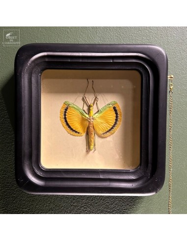 Phasme Tagesoidea nigrofasciata dans... Phasme Tagesoidea nigrofasciata dans...