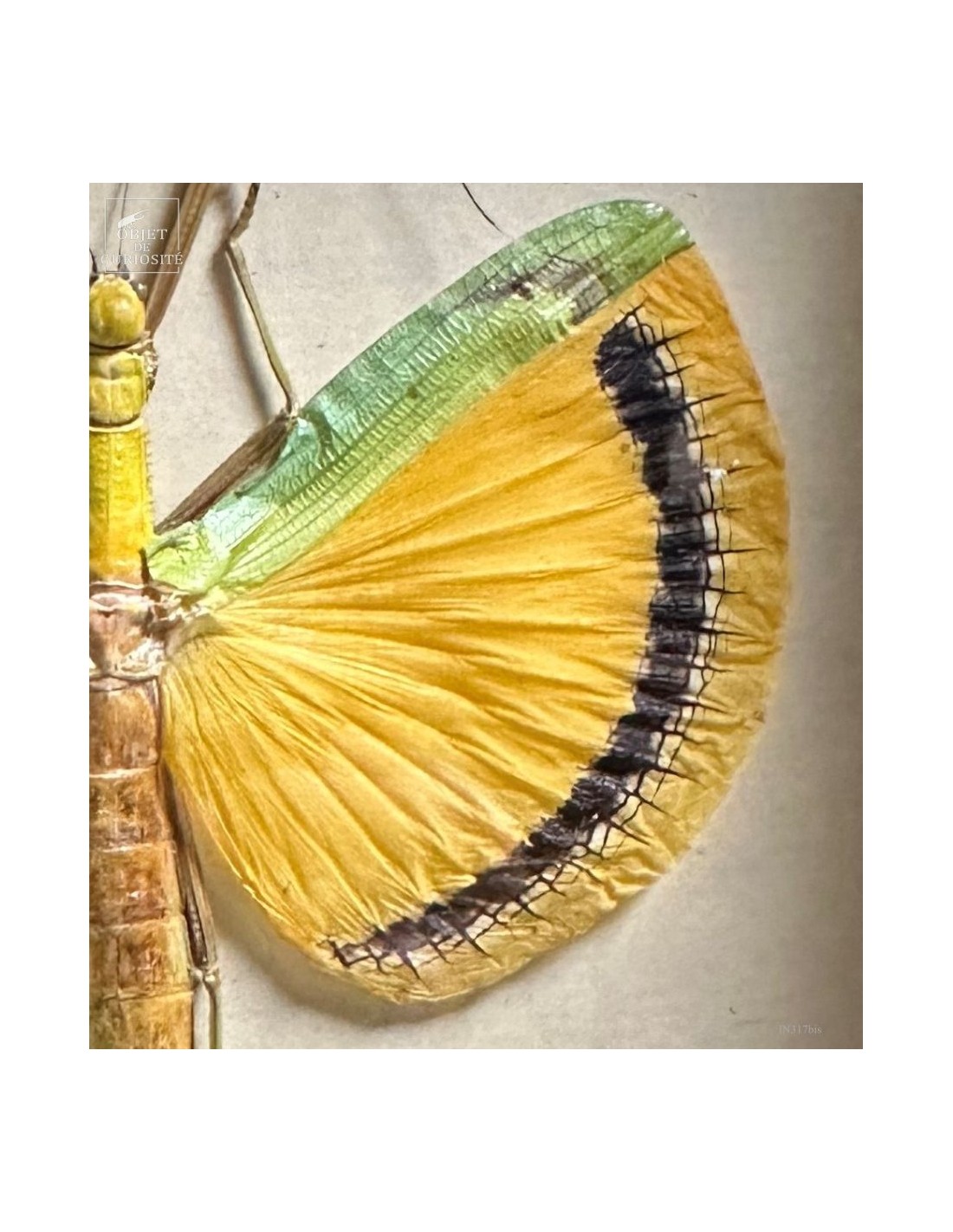 Phasme Tagesoidea nigrofasciata dans... Phasme Tagesoidea nigrofasciata dans...