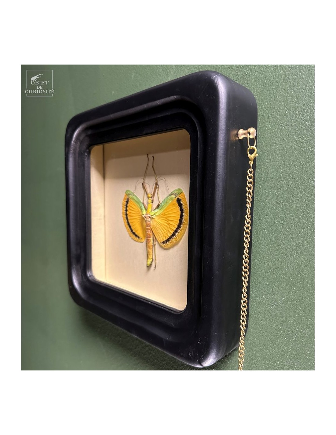 Phasme Tagesoidea nigrofasciata dans... Phasme Tagesoidea nigrofasciata dans...