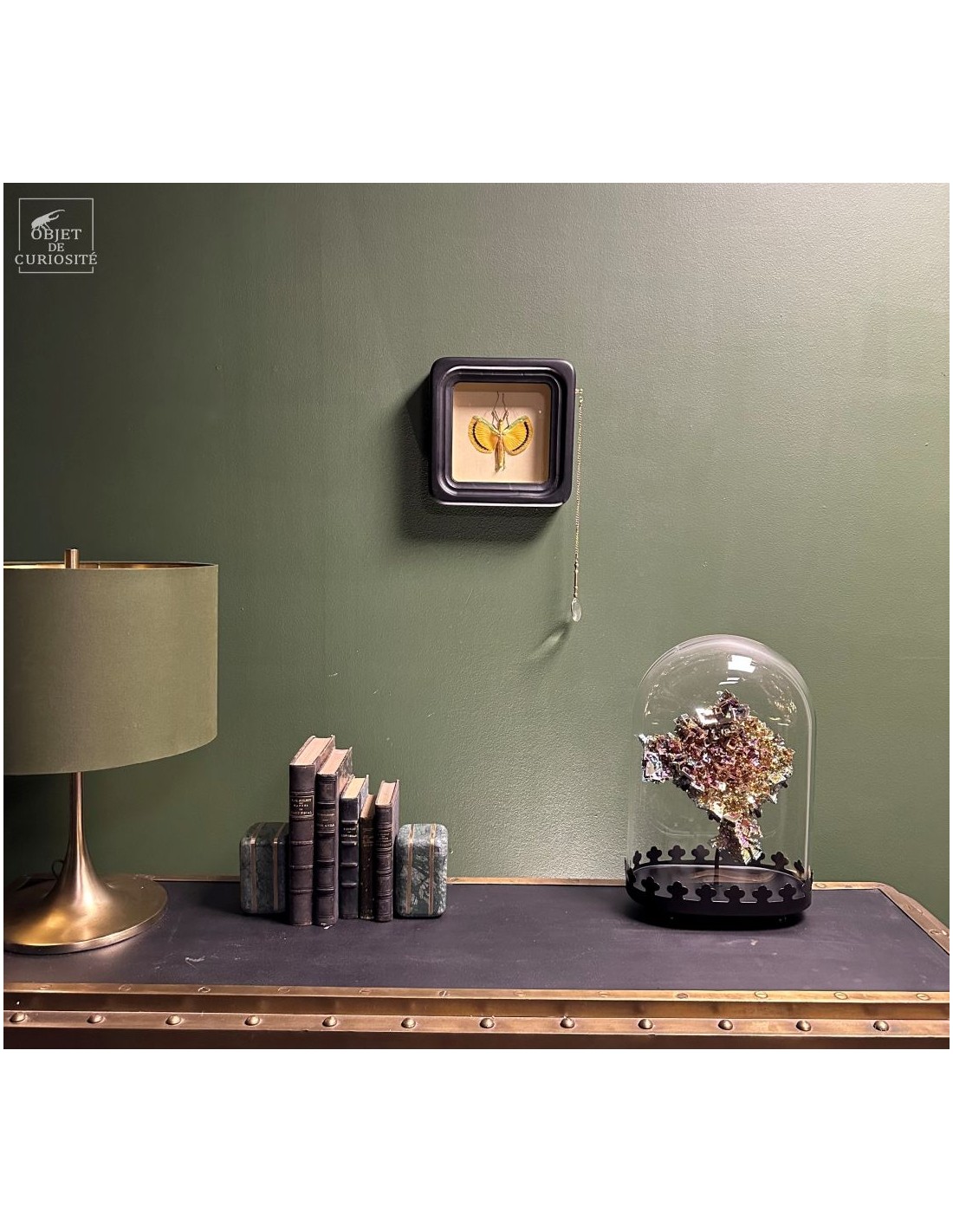 Phasme Tagesoidea nigrofasciata dans... Phasme Tagesoidea nigrofasciata dans...