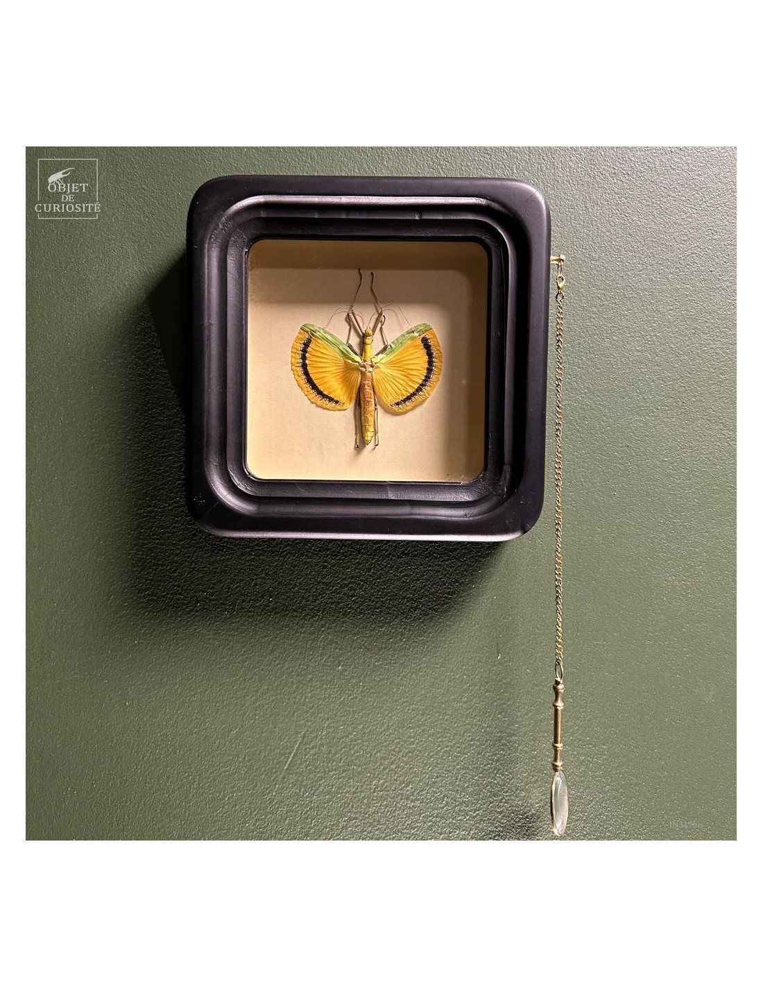 Phasme Tagesoidea nigrofasciata dans... Phasme Tagesoidea nigrofasciata dans...