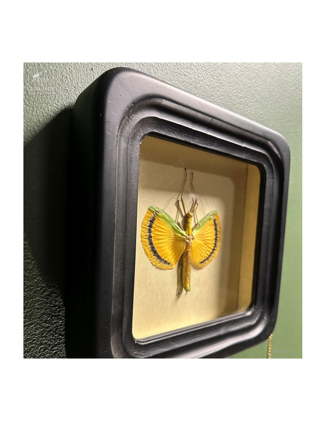 Phasme Tagesoidea nigrofasciata dans... Phasme Tagesoidea nigrofasciata dans...