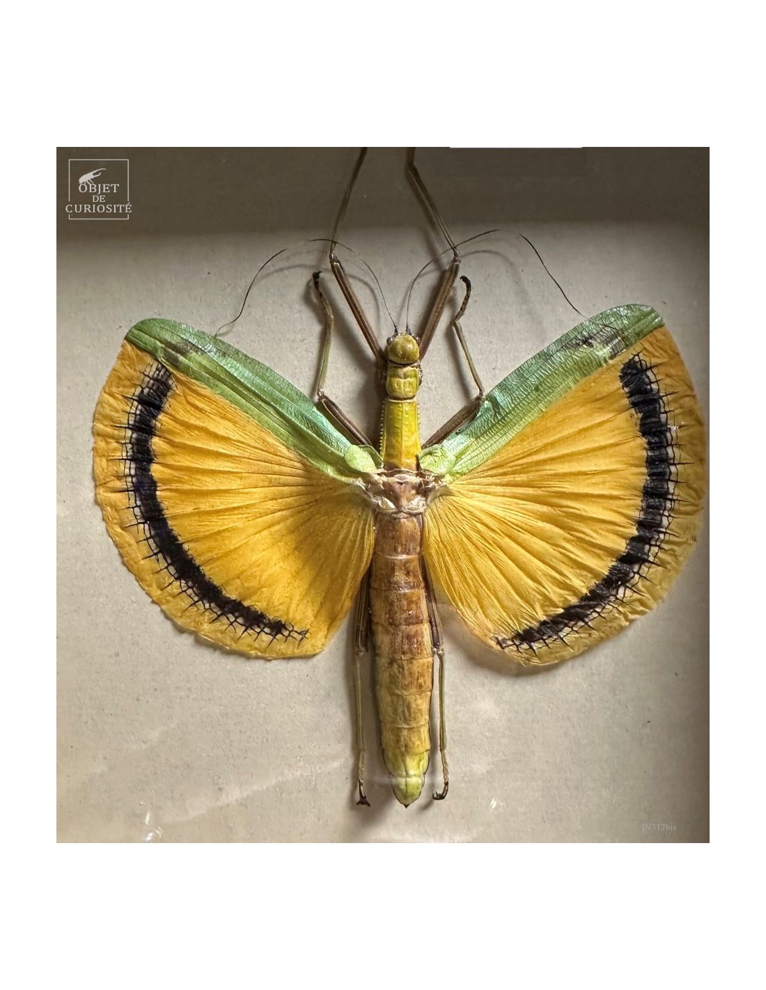 Phasme Tagesoidea nigrofasciata dans... Phasme Tagesoidea nigrofasciata dans...