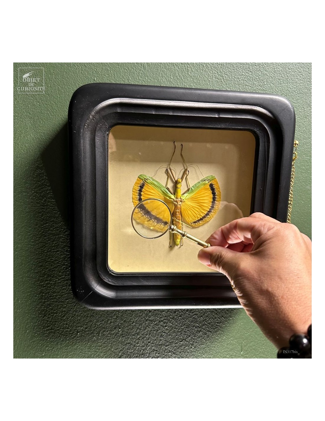 Phasme Tagesoidea nigrofasciata dans... Phasme Tagesoidea nigrofasciata dans...