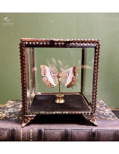Butterfly CHARAXES BRUTUS  upside...