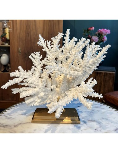 White coral - ACROPORA NOBILIS