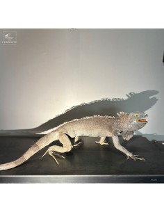Iguana on black sconce 2