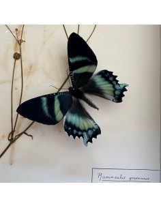 Two ALCIDES AGATHYRSUS...