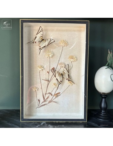 Two EURYTIDES butterflies on...