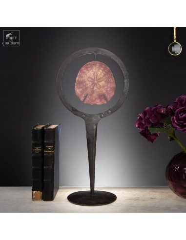 Dollars des sables violet dans cercle...