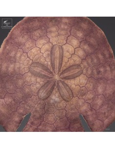Purple sand dollar in metal... 2